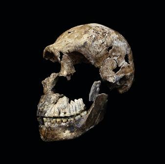 Skull of Homo naledi fossil Neo